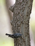 Black and White Warbler 2665